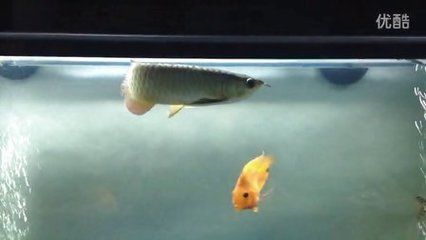 白色金龍魚寓意著什么：白色金龍魚在風(fēng)水文化中具有獨(dú)特的寓意和象征意義 白色金龍魚寓意著什么：白色金龍魚在風(fēng)水文化中具有獨(dú)特的寓意和象征意義 龍魚百科 第1張