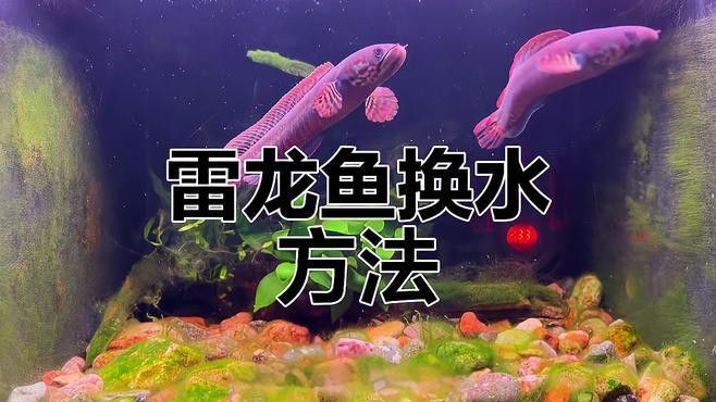如何給龍魚換水
