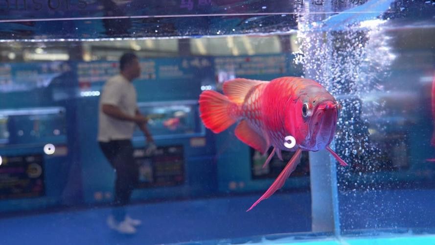 2022長城杯龍魚大賽祥龍魚場