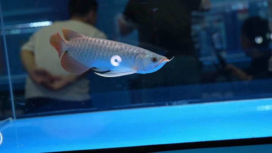 2022長城杯龍魚大賽祥龍魚場