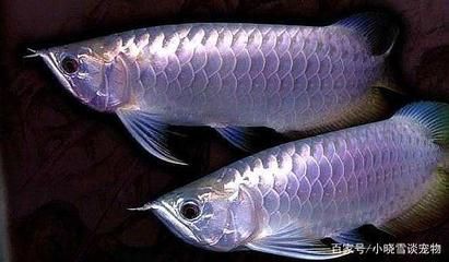 龍魚的種類及價格：各類龍魚的具體價格