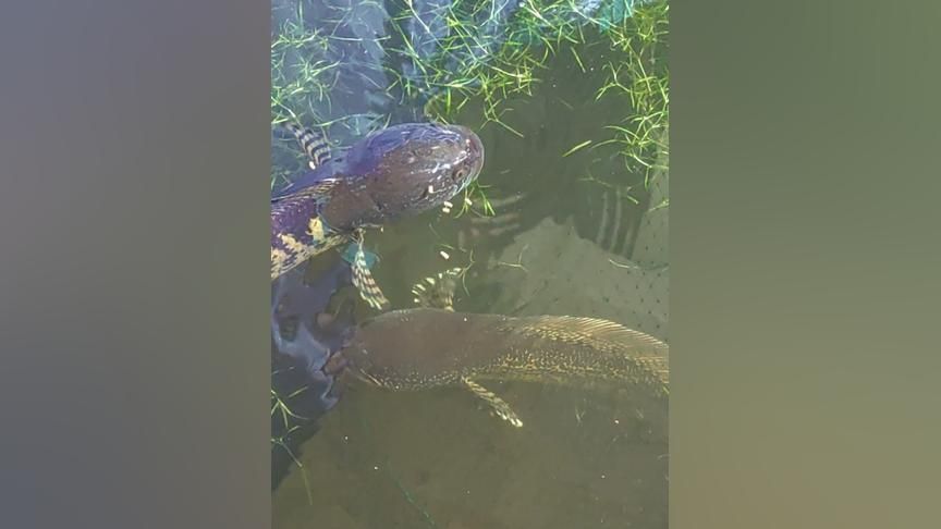 如何監測雷龍魚繁殖水質變化：雷龍魚的繁殖期水質變化對它們的生長和繁殖至關重要 如何監測雷龍魚繁殖水質變化：雷龍魚的繁殖期水質變化對它們的生長和繁殖至關重要 龍魚百科 第5張