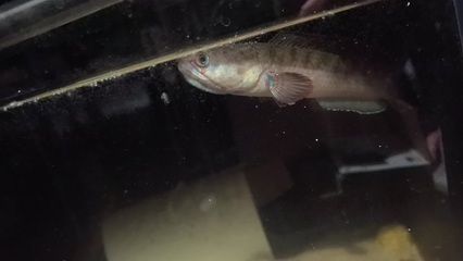 如何監測雷龍魚繁殖水質變化：雷龍魚的繁殖期水質變化對它們的生長和繁殖至關重要 如何監測雷龍魚繁殖水質變化：雷龍魚的繁殖期水質變化對它們的生長和繁殖至關重要 龍魚百科 第4張
