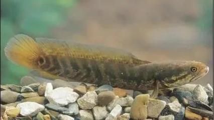 如何監測雷龍魚繁殖水質變化：雷龍魚的繁殖期水質變化對它們的生長和繁殖至關重要 如何監測雷龍魚繁殖水質變化：雷龍魚的繁殖期水質變化對它們的生長和繁殖至關重要 龍魚百科 第2張