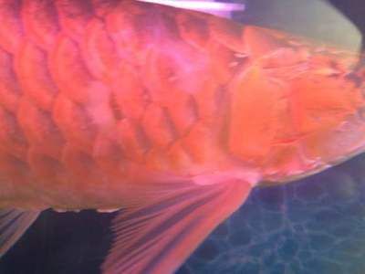 紅龍魚養殖技術視頻大全集（紅龍魚養殖技術視頻大全集下載）