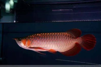 龍魚肥胖對它有哪些影響：龍魚肥胖對其健康產生多方面的影響，龍魚肥胖與水質關系