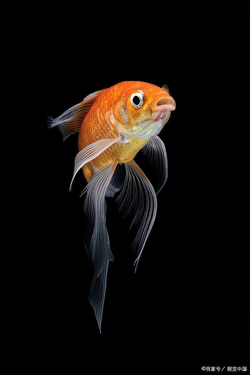 魚爛尾爛鰭用什么藥