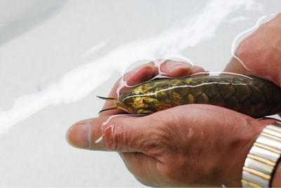 國內金龍魚養殖場有哪些：國內唯一一家最大金龍魚養殖場，看價格，真讓人羨慕!