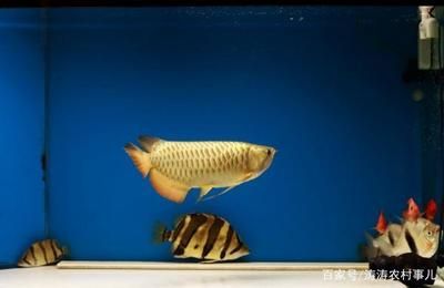 金龍魚對魚缸的要求:金龍魚對于魚缸的要求 龍魚百科 第1張 金龍魚對魚缸的要求:金龍魚對于魚缸的要求 金龍魚對魚缸的要求:金龍魚對于魚缸的要求 龍魚百科 第1張