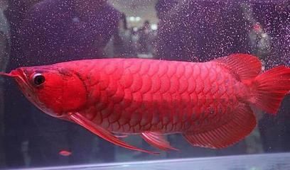 紅龍魚和金龍魚哪個貴一點（紅龍魚和金龍魚價格比金龍魚貴那么多有人深挖其中原因嗎）