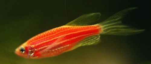 龍魚和斑馬魚混養的可行性分析（龍魚和斑馬魚可以混養嗎？）