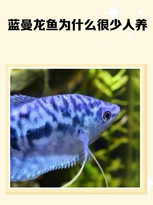 曼龍魚有哪些品種