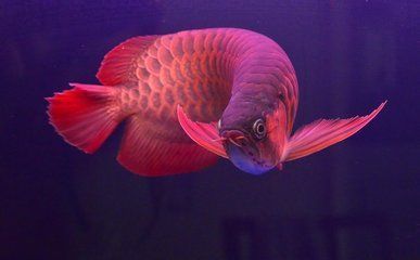 紅龍魚屬于什么魚種（紅龍魚的品種怎么區分紅龍魚有什么品種紅龍魚的品種）