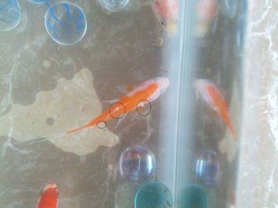 白寫錦鯉最佳飼養溫度，白寫錦鯉冬季保溫技巧