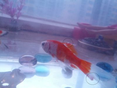 白寫錦鯉最佳飼養(yǎng)溫度，白寫錦鯉冬季保溫技巧