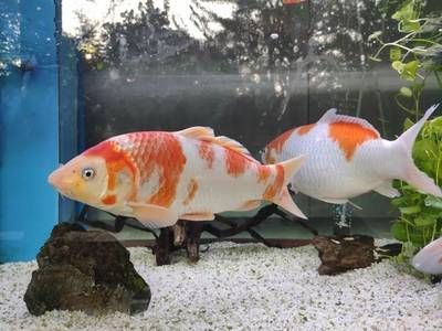 白寫錦鯉最佳飼養(yǎng)溫度，白寫錦鯉冬季保溫技巧