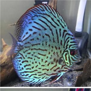 龍魚和七彩神仙魚可以混養(yǎng)嗎？：龍魚可以和七彩神仙魚混養(yǎng)嗎？
