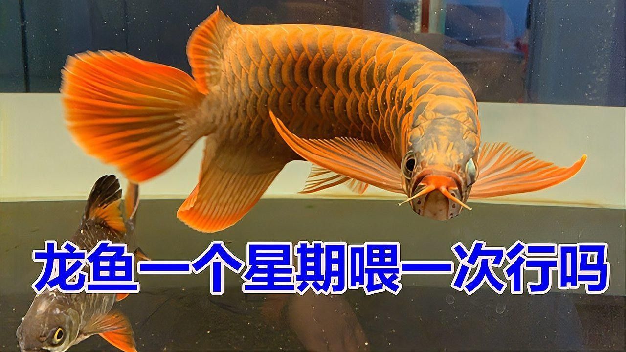 龍魚隔一天喂一次可以嗎