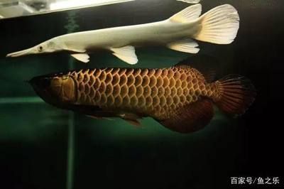 單養一條龍魚合適嗎：單養一條龍魚在某些情況下是有優勢的，單養能讓龍魚發色狀態達到最佳 單養一條龍魚合適嗎：單養一條龍魚在某些情況下是有優勢的，單養能讓龍魚發色狀態達到最佳 龍魚百科 第2張