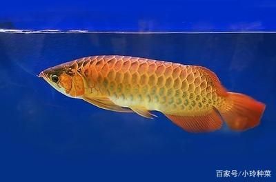 龍魚的生長速度因品種而異：龍魚從50公分長到成年大小的時(shí)間可能會更長到60厘米