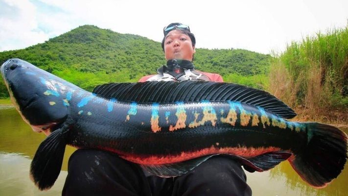 雷龍魚高溫不適癥狀：雷龍魚在高溫環境下的不適癥狀，飼養者應注意調節水溫