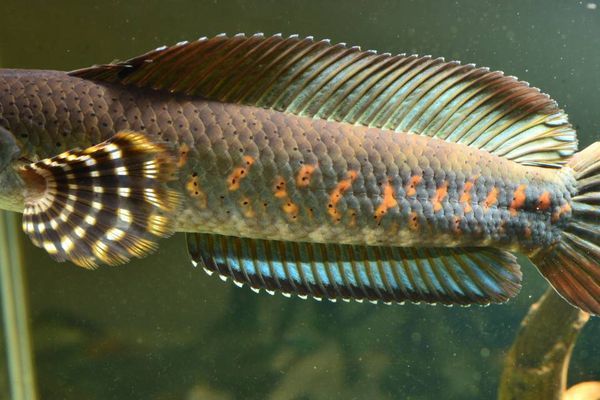 雷龍魚高溫不適癥狀：雷龍魚在高溫環境下的不適癥狀，飼養者應注意調節水溫