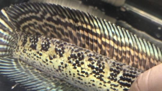 雷龍魚高溫不適癥狀：雷龍魚在高溫環境下的不適癥狀，飼養者應注意調節水溫