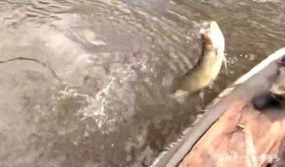 被金龍魚咬了嚴不嚴重：金龍魚咬了嚴不嚴重