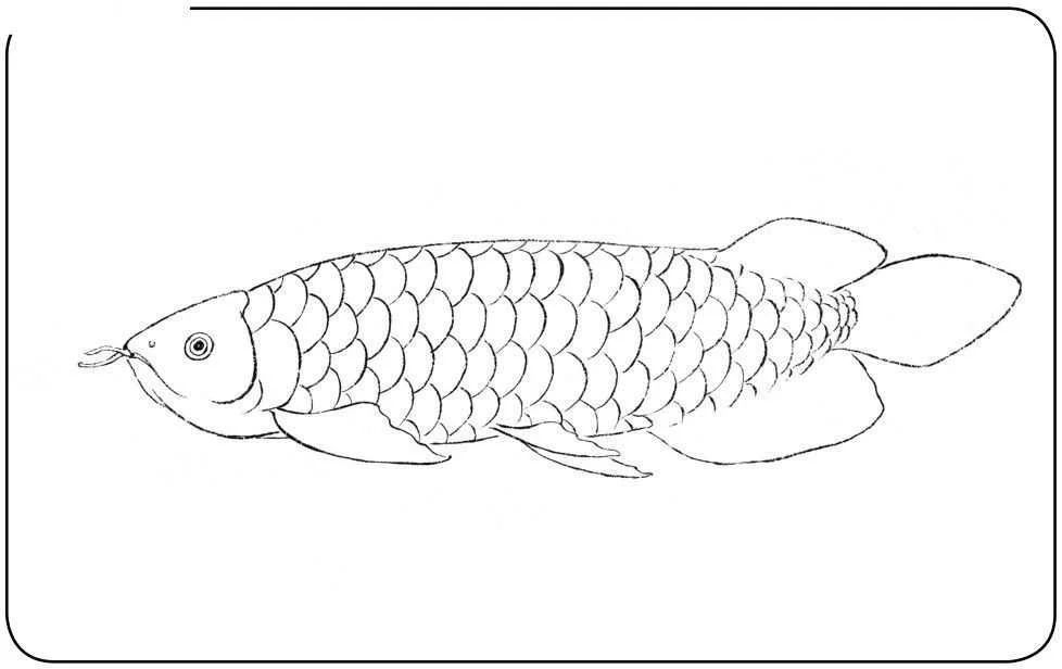 龍魚(yú)的畫(huà)怎樣畫(huà)簡(jiǎn)單：幾種簡(jiǎn)單的龍魚(yú)畫(huà)法教程 龍魚(yú)的畫(huà)怎樣畫(huà)簡(jiǎn)單：幾種簡(jiǎn)單的龍魚(yú)畫(huà)法教程 龍魚(yú)百科 第3張