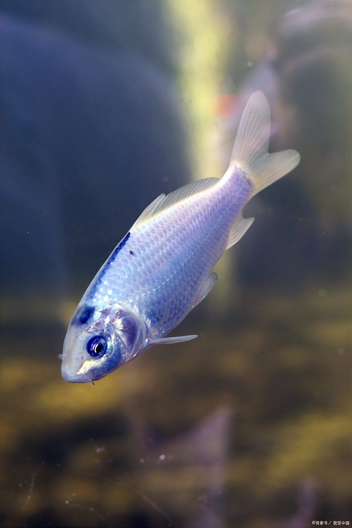 銀龍魚的水溫多少度好釣啊