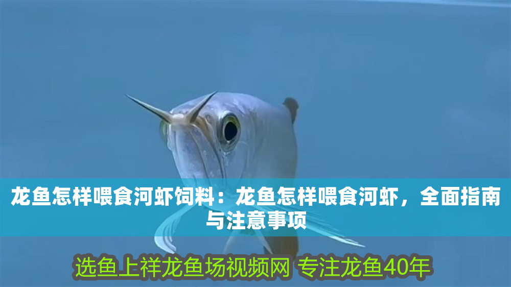 龍魚怎樣喂食河蝦飼料：龍魚怎樣喂食河蝦，全面指南與注意事項(xiàng)