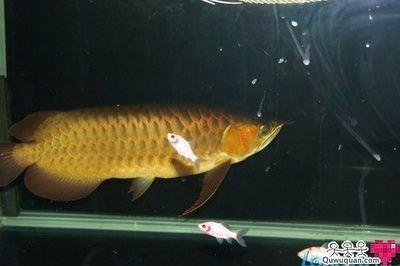 龍魚配什么魚風水好一點（風水學中龍魚與某些魚類搭配可以帶來好運和正能量）