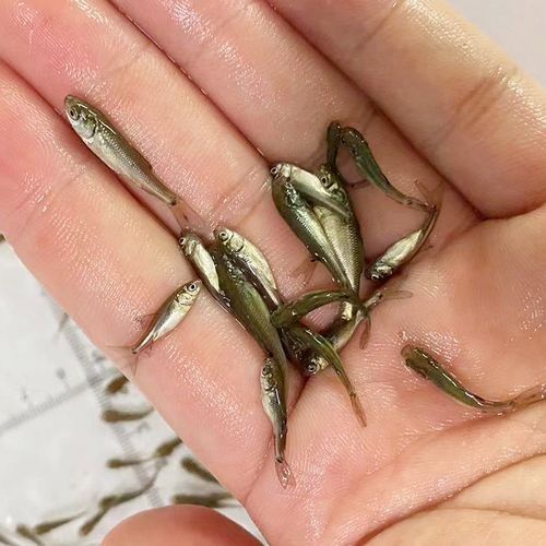 龍魚苗吃什么長得快些 龍魚苗吃什么長得快些 龍魚百科 第2張