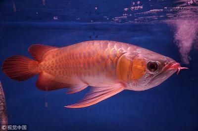 大型龍魚配魚能繁殖嗎多少錢：大型龍魚配魚能繁殖嗎