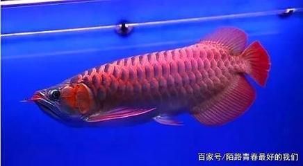 紅龍魚繁殖環境控制技巧：紅龍魚的繁殖水質管理方法