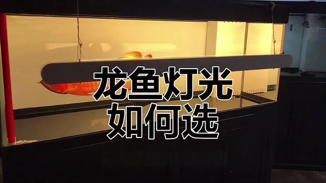 綠底紅龍魚需要哪些特定燈光？