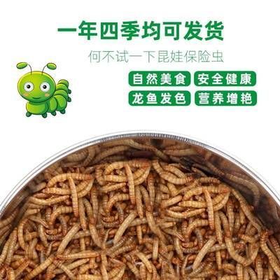 金龍魚能不能吃面包蟲：金龍魚可以吃面包蟲嗎？
