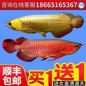 金龍魚成魚價格查詢：金龍魚成魚價格 金龍魚成魚價格查詢：金龍魚成魚價格 龍魚百科 第2張