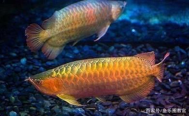 龍魚哪個(gè)品種好（好養(yǎng)的龍魚品種有哪些）