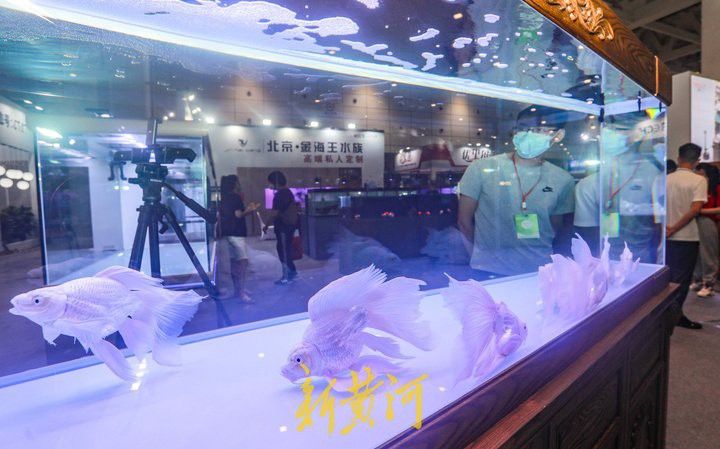 濟南龍魚展會地址在哪里啊