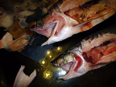 龍魚吃食老是咀嚼怎么辦：龍魚吃食時咀嚼的行為可能由多種因素引起，可能由多種因素引起