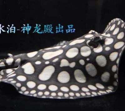 和興龍魚(yú)：北京和興龍魚(yú)