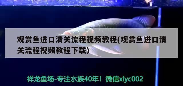 紅龍魚長的慢的原因（紅龍魚長的慢的原因是什么） 紅龍魚長的慢的原因（紅龍魚長的慢的原因是什么） 龍魚百科 第2張