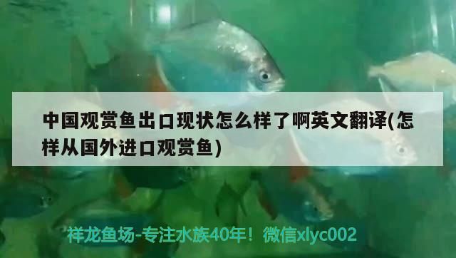 紅龍魚長的慢的原因（紅龍魚長的慢的原因是什么） 紅龍魚長的慢的原因（紅龍魚長的慢的原因是什么） 龍魚百科 第1張