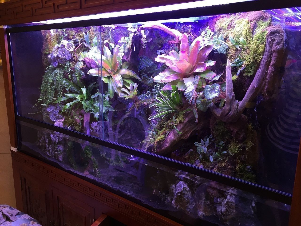銀龍魚缸內植物配置：銀龍魚缸內植物布局設計