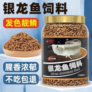 銀龍魚多大發色最好（銀龍魚發色的最佳尺寸）