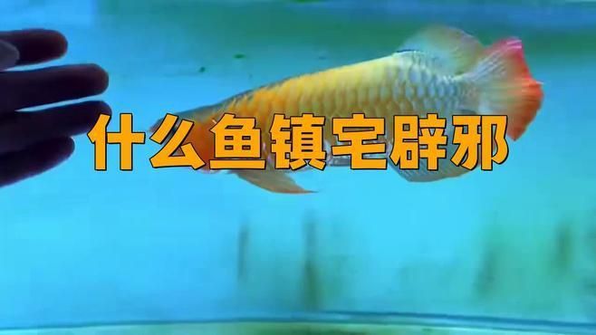 龍魚和錦鯉哪個更有風水寓意？