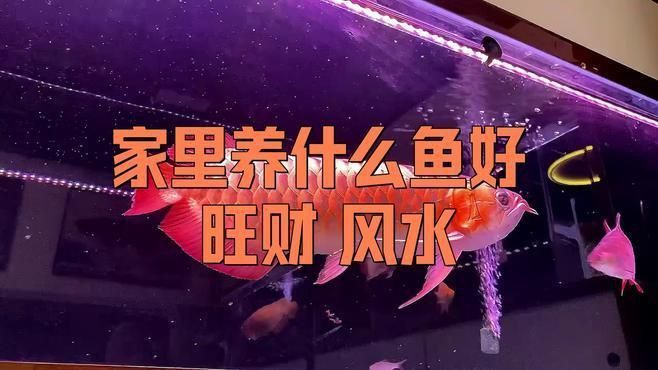 龍魚和錦鯉哪個更有風水寓意？