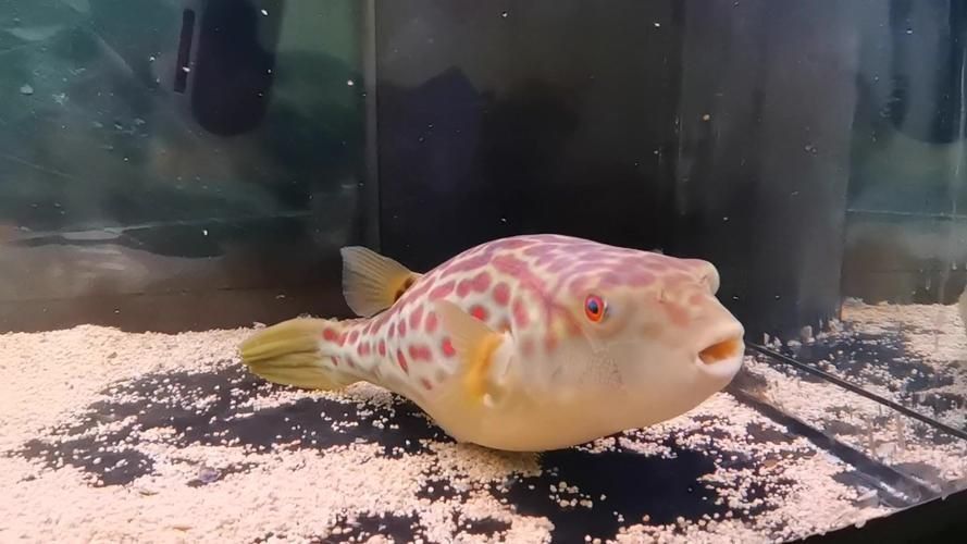 奈及利亞紅圓點狗頭背景圖