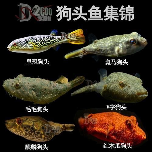 奈及利亞紅圓點狗頭背景圖